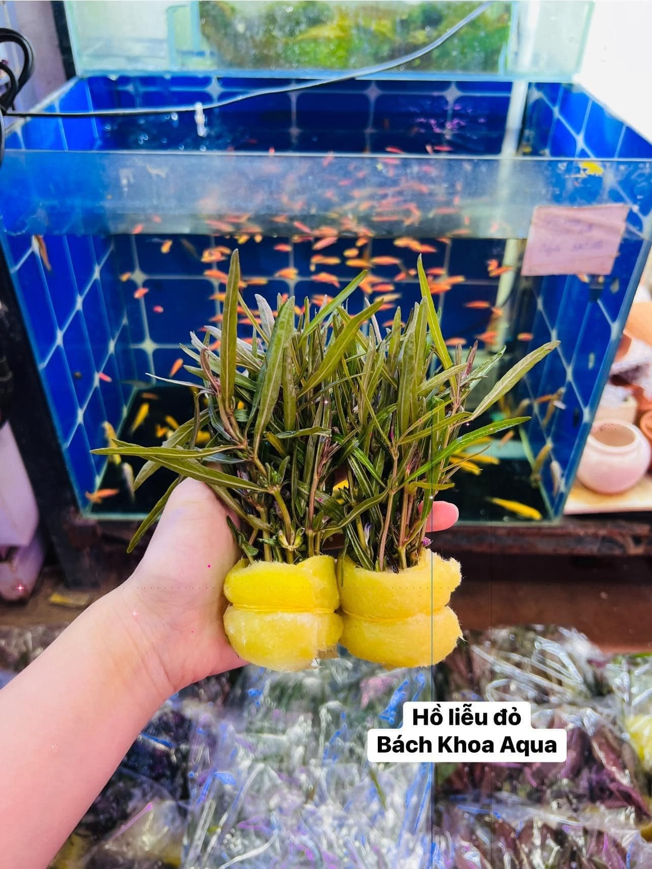 Cây cắt cắm - Hồ liễu đỏ
